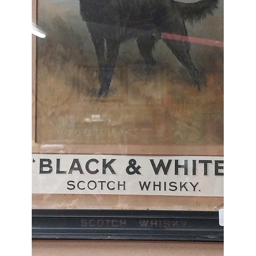 1309 - Buchanan's Black and White Scotch Whiskey showcard in original frame. {52 cm H x 44 cm W}.