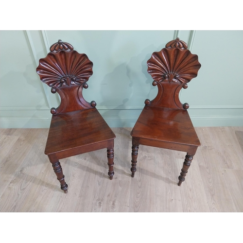 1035 - Pair of William IV mahogany hall chairs with shell back raised on turned legs {96 cm H x 43 cm W x 4... 