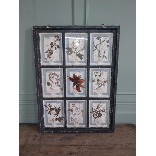 1166 - Italian framed pressed flowers dated 1913 mounted in painted pine frame {112 cm H x 83 cm W}.