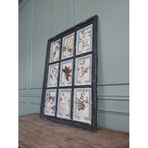 1166 - Italian framed pressed flowers dated 1913 mounted in painted pine frame {112 cm H x 83 cm W}.