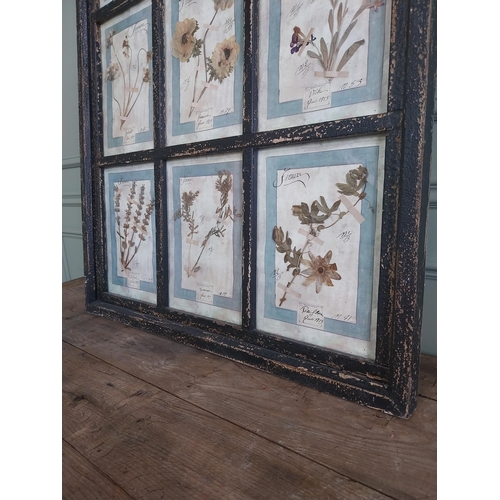 1167 - Italian framed pressed flowers dated 1913 mounted in painted pine frame {112 cm H x 83 cm W}.