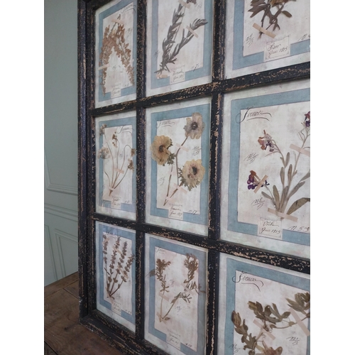 1167 - Italian framed pressed flowers dated 1913 mounted in painted pine frame {112 cm H x 83 cm W}.