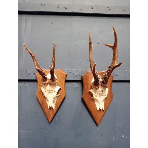 1249 - Pair of deer antlers mounted on wooden plaques  {H 40cm x W 15cm x D 17cm }. - NOT AVAILABLE TO VIEW... 