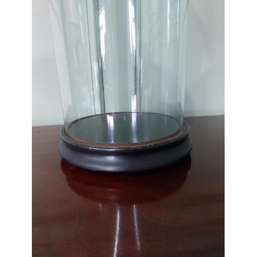 1260 - 19th C. glass dome raised on ebonised stand {58 cm H x 24 cm Dia.}.