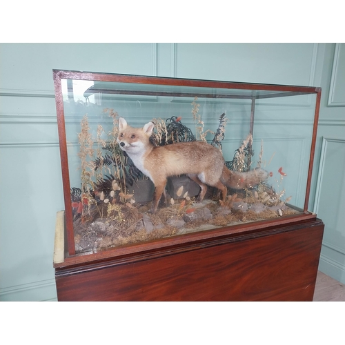 1273 - 20th C. taxidermy fox mounted in glazed mahogany case {62 cm H x 124 cm W x 54 cm D}.