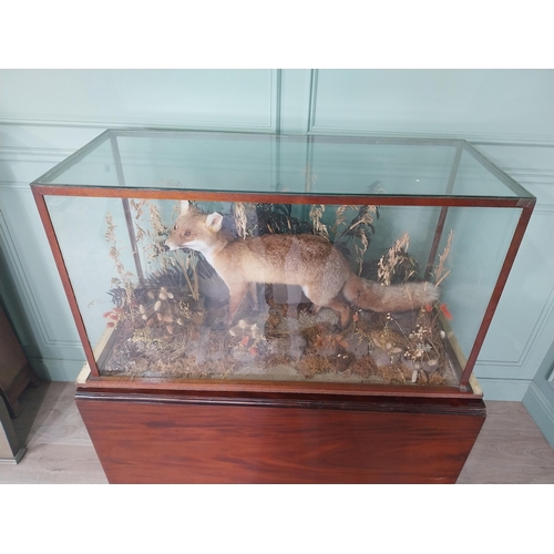 1273 - 20th C. taxidermy fox mounted in glazed mahogany case {62 cm H x 124 cm W x 54 cm D}.