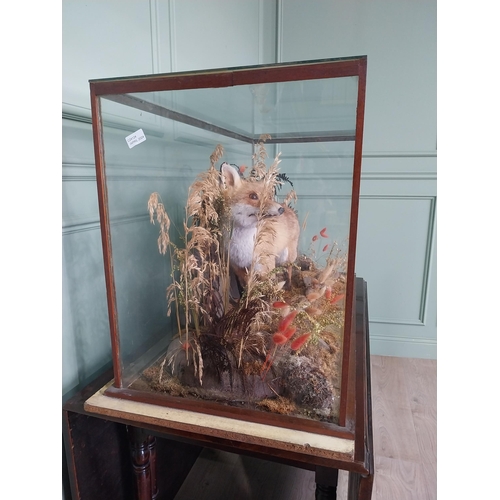 1273 - 20th C. taxidermy fox mounted in glazed mahogany case {62 cm H x 124 cm W x 54 cm D}.