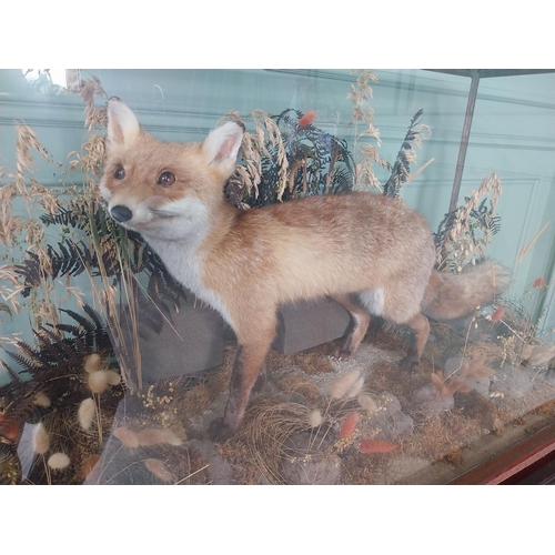 1273 - 20th C. taxidermy fox mounted in glazed mahogany case {62 cm H x 124 cm W x 54 cm D}.