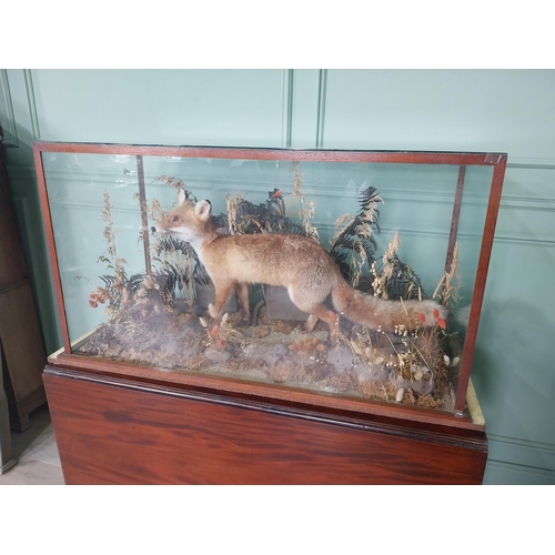 1273 - 20th C. taxidermy fox mounted in glazed mahogany case {62 cm H x 124 cm W x 54 cm D}.