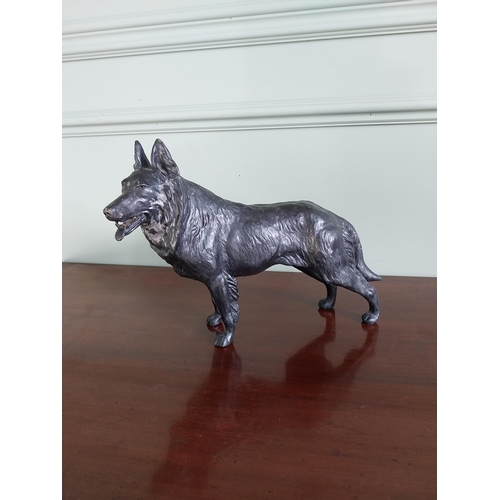 1426 - Edwardian spelter model of German Shephard {24 cm H x 23 cm W x 9 cm D}.