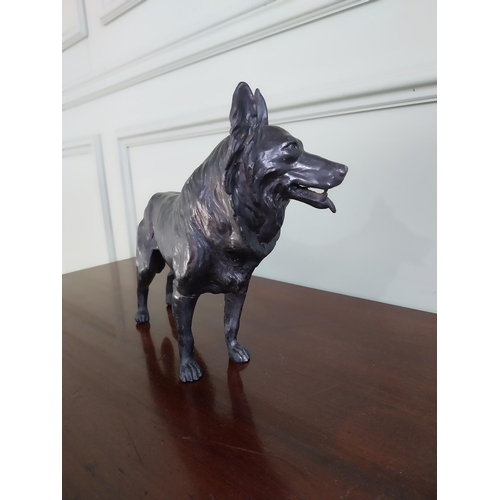 1426 - Edwardian spelter model of German Shephard {24 cm H x 23 cm W x 9 cm D}.