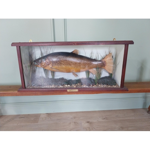 229 - Good quality taxidermy Trout mounted in glazed mahogany case {39 cm H x 88 cm W x 18 cm D}.