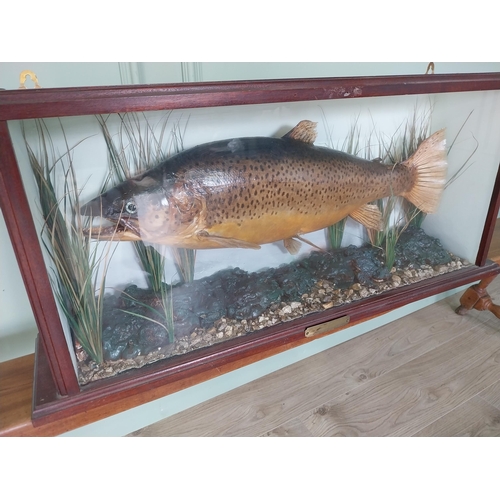 229 - Good quality taxidermy Trout mounted in glazed mahogany case {39 cm H x 88 cm W x 18 cm D}.