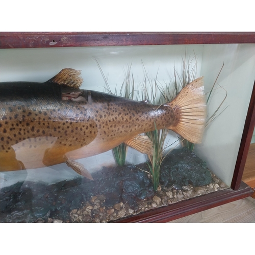 229 - Good quality taxidermy Trout mounted in glazed mahogany case {39 cm H x 88 cm W x 18 cm D}.