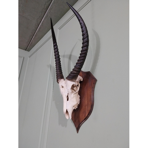 347 - Early 20th C. Giselle skull and antlers mounted on oak shield {87 cm H x 50 cm W x 36 cm D}.