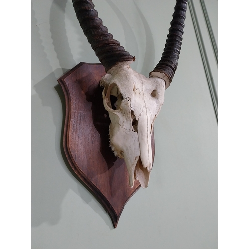 347 - Early 20th C. Giselle skull and antlers mounted on oak shield {87 cm H x 50 cm W x 36 cm D}.