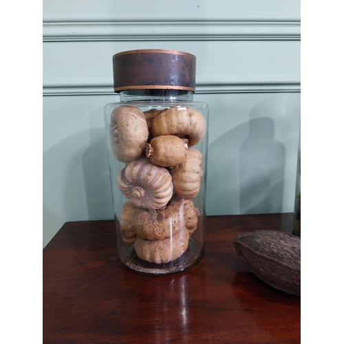 350 - Two lidded jars of dried squashes and seeds - Label Helianthemum Nummularium { 35cm H X 18cm Dia}.