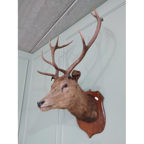 422 - Early 20th C. taxidermy Stags head mounted on mahogany shield {120 cm H x 74 cm W x 64 cm D}.