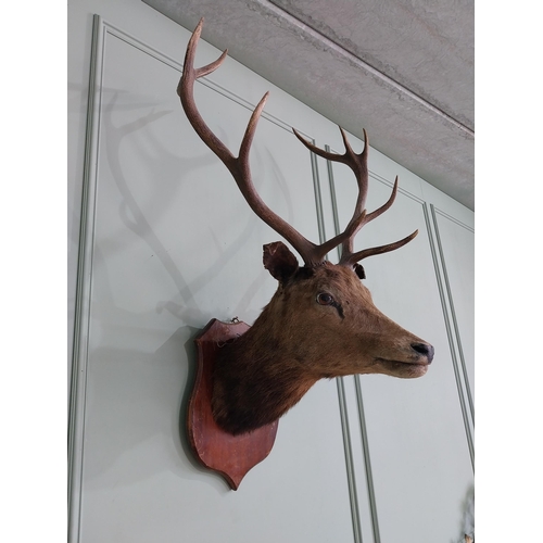 422 - Early 20th C. taxidermy Stags head mounted on mahogany shield {120 cm H x 74 cm W x 64 cm D}.