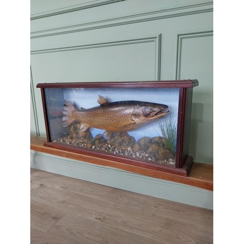 441 - Good quality taxidermy Trout mounted in glazed mahogany case {38 cm H x 89 cm W x 17 cm D}.