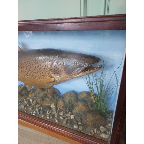 441 - Good quality taxidermy Trout mounted in glazed mahogany case {38 cm H x 89 cm W x 17 cm D}.