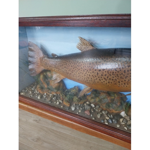 441 - Good quality taxidermy Trout mounted in glazed mahogany case {38 cm H x 89 cm W x 17 cm D}.