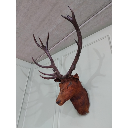 462 - 19th C. taxidermy Stags head {137 cm H x 94 cm W x 86 cm D}.