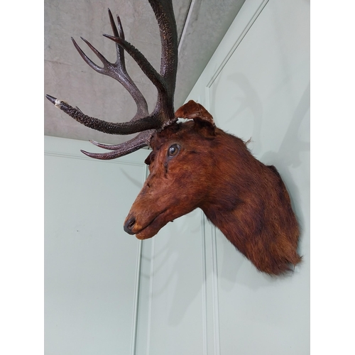 462 - 19th C. taxidermy Stags head {137 cm H x 94 cm W x 86 cm D}.