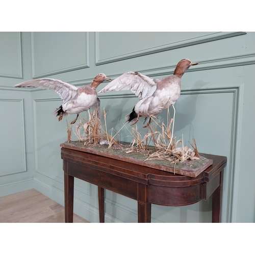 484 - Taxidermy Geese in flight mounted on base {23 cm H x 100 cm W x 63 cm D}.