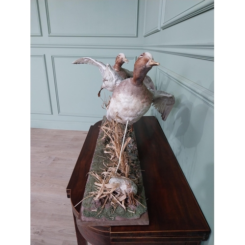 484 - Taxidermy Geese in flight mounted on base {23 cm H x 100 cm W x 63 cm D}.