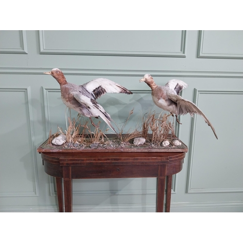 484 - Taxidermy Geese in flight mounted on base {23 cm H x 100 cm W x 63 cm D}.