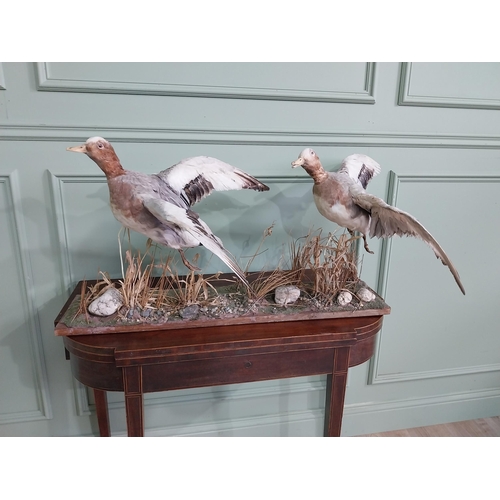 484 - Taxidermy Geese in flight mounted on base {23 cm H x 100 cm W x 63 cm D}.