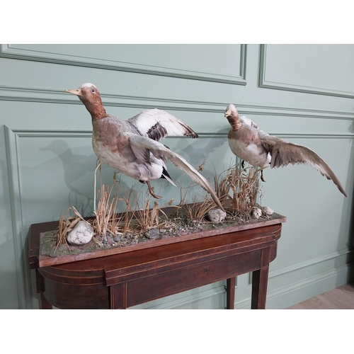 484 - Taxidermy Geese in flight mounted on base {23 cm H x 100 cm W x 63 cm D}.