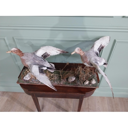 484 - Taxidermy Geese in flight mounted on base {23 cm H x 100 cm W x 63 cm D}.