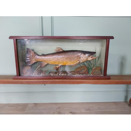 520 - Good quality taxidermy Trout mounted in glazed mahogany case {38 cm H x 89 cm W x 14 cm D}.