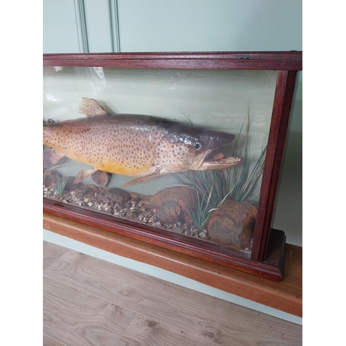 520 - Good quality taxidermy Trout mounted in glazed mahogany case {38 cm H x 89 cm W x 14 cm D}.