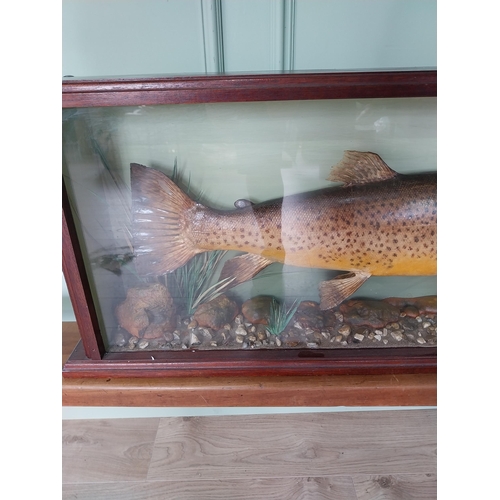 520 - Good quality taxidermy Trout mounted in glazed mahogany case {38 cm H x 89 cm W x 14 cm D}.