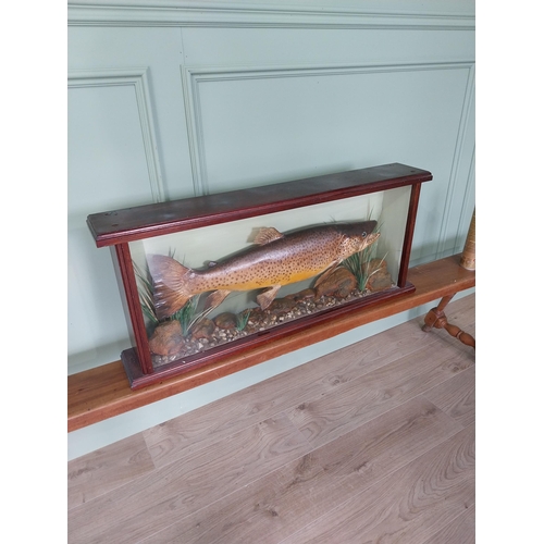 520 - Good quality taxidermy Trout mounted in glazed mahogany case {38 cm H x 89 cm W x 14 cm D}.