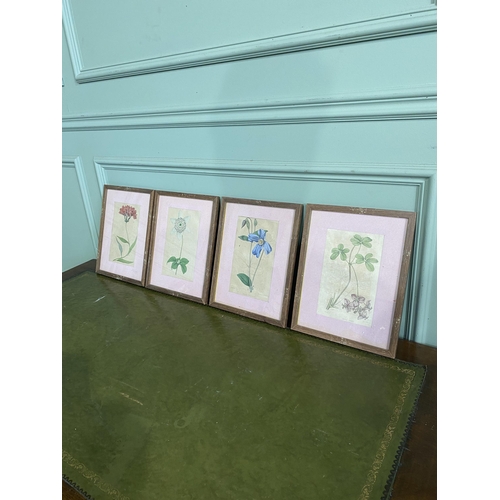 534 - Set of four 19th C. French coloured botanical prints mounted in oak frames {29 cm H x 23 cm W}.