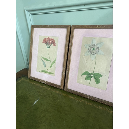 534 - Set of four 19th C. French coloured botanical prints mounted in oak frames {29 cm H x 23 cm W}.