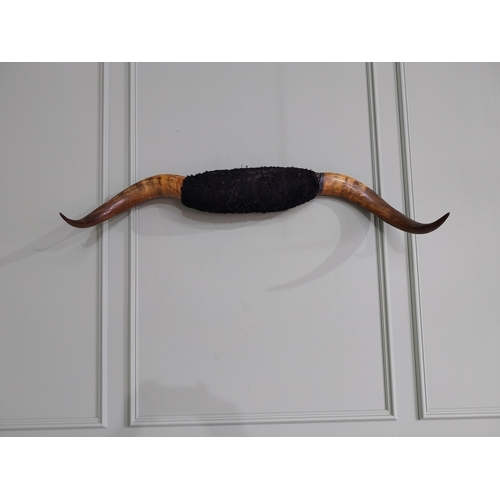 663 - Early 20th C. Buffalo horns {30 cm H x 124 cm W x 33 cm D}.