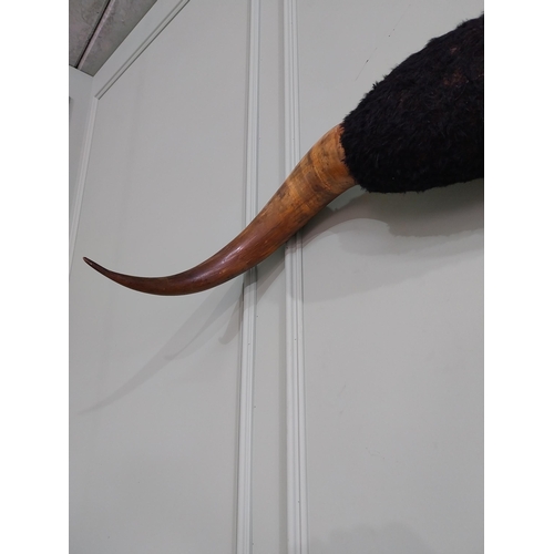 663 - Early 20th C. Buffalo horns {30 cm H x 124 cm W x 33 cm D}.