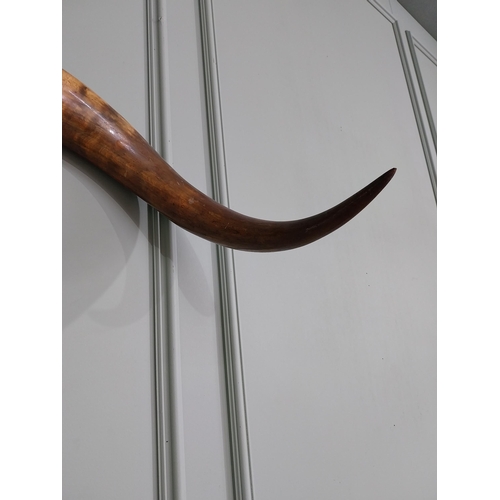 663 - Early 20th C. Buffalo horns {30 cm H x 124 cm W x 33 cm D}.