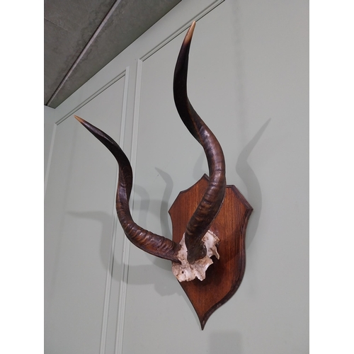 704 - Early 20th C. Giselle antlers mounted on oak shield {70 cm H x 53 cm W x 34 cm D}.