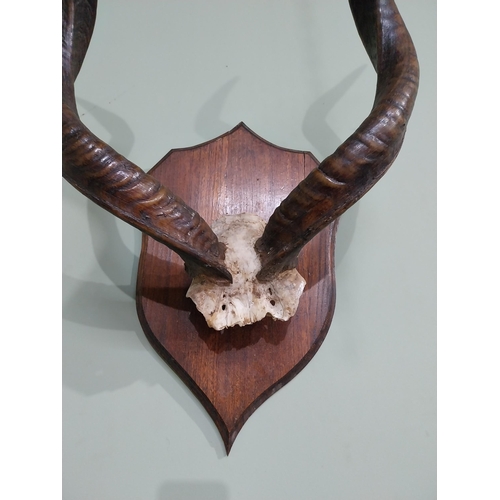 704 - Early 20th C. Giselle antlers mounted on oak shield {70 cm H x 53 cm W x 34 cm D}.