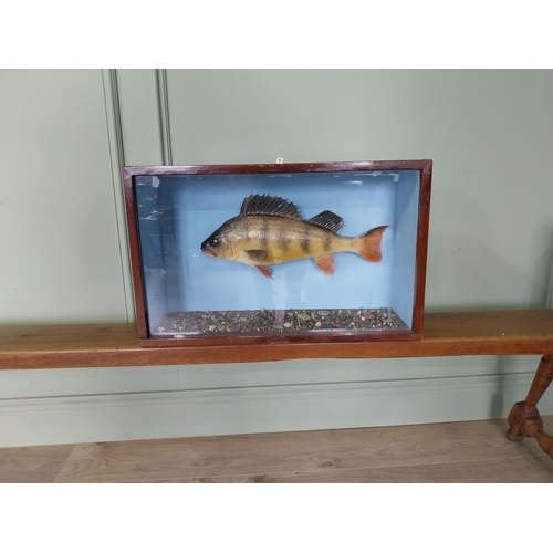 738 - Good quality taxidermy Perch mounted in glazed mahogany case {35 cm H x 55 cm W x 18 cm D}.