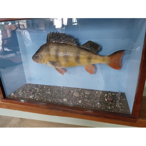 738 - Good quality taxidermy Perch mounted in glazed mahogany case {35 cm H x 55 cm W x 18 cm D}.