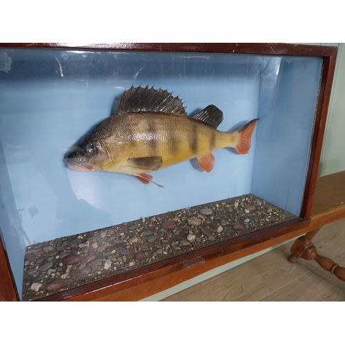 738 - Good quality taxidermy Perch mounted in glazed mahogany case {35 cm H x 55 cm W x 18 cm D}.