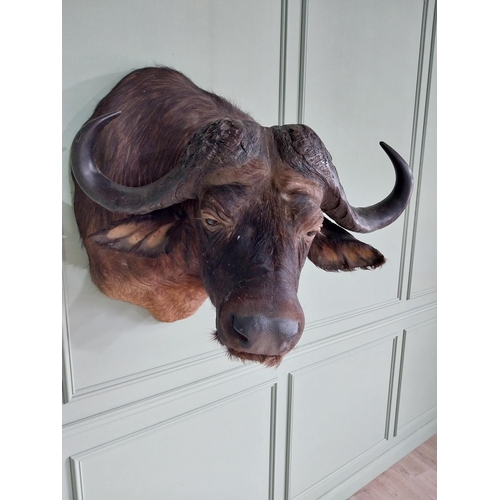 744 - Excellent quality male Water Buffalo taxidermy head and shoulder {94 cm H x 75 cm W x 95 cm D}.