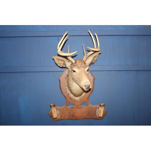 751 - Taxidermy stags head mounted on carved wooden plaque with coat and hat rack {H 67cm x W 20cm x D 60c... 